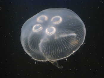  Aurelia aurita (Moon Jellyfish)
